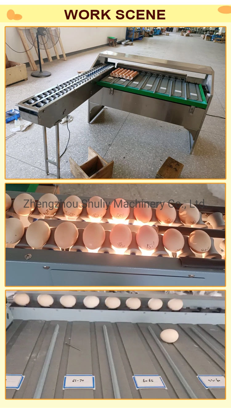 High Capacity Factory Price Egg Washing and Grading Machine Egg Scale Egg Grader