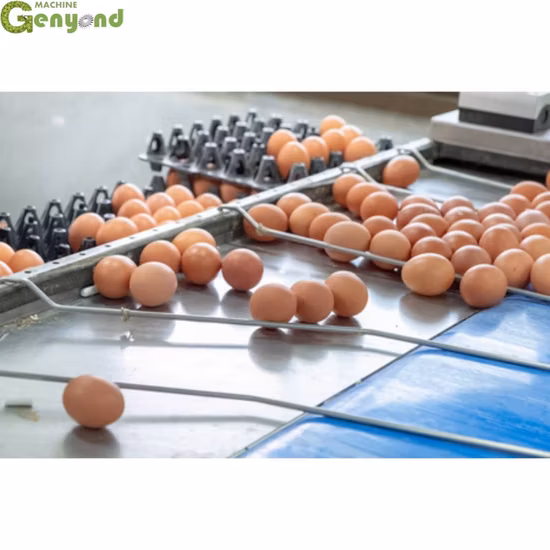 Automatic Egg Sorting Grading Machinery Chicken Egg Sorting Sorter Grader Weighing Machine