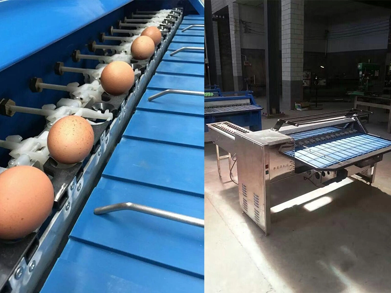 Hot Selling Egg Sorting Machine / Egg Grader